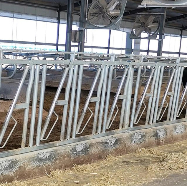 Замок для коров для коровьих ферм